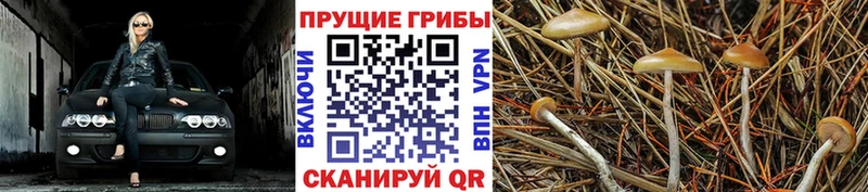 Галлюциногенные грибы Psilocybe  блэк спрут сайт  Канск 